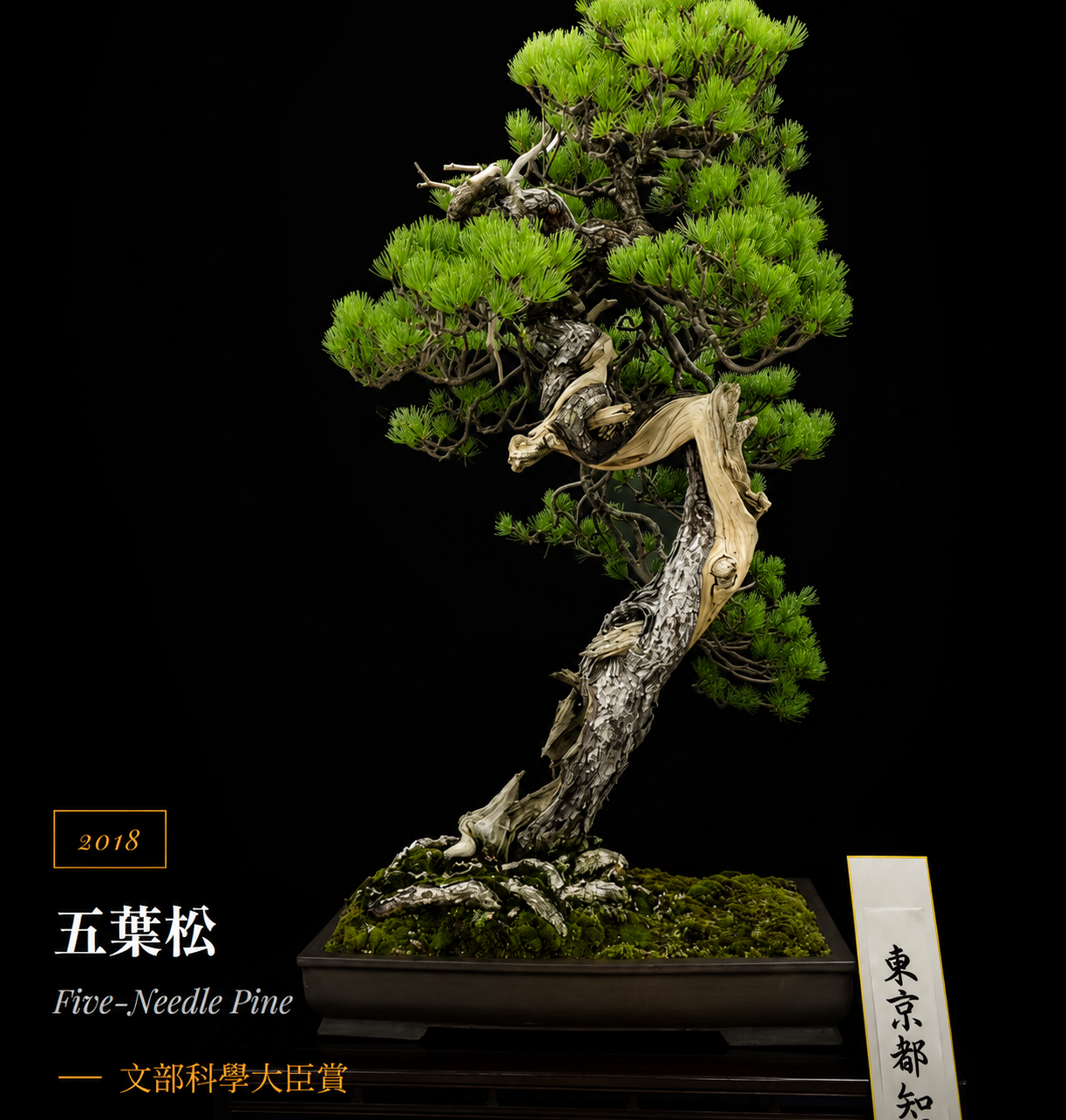Five-Needle Pine (五葉松) — 五葉松 bonsai by Japanese bonsai artist Osamu Fukudate