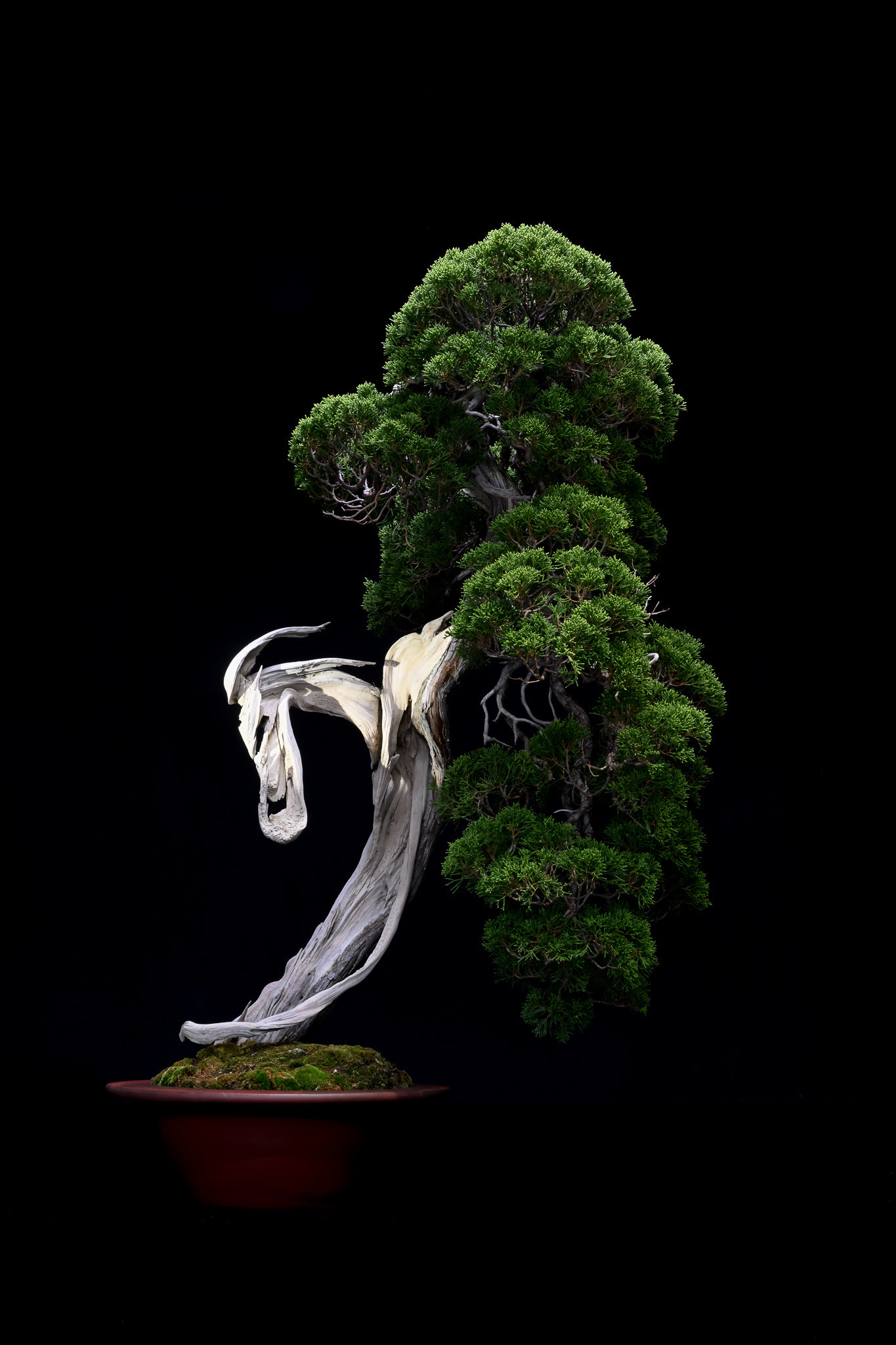 真柏文人 — Japanese shimpaku bonsai by Osamu Fukudate